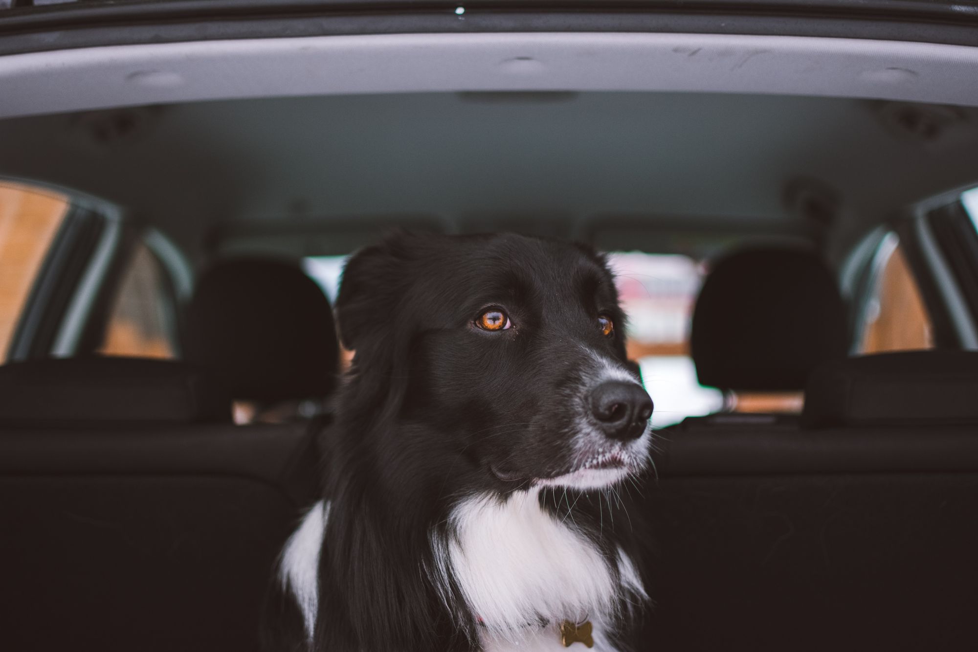 Canine capacity rating: Is your car paw-fect for your pooch?